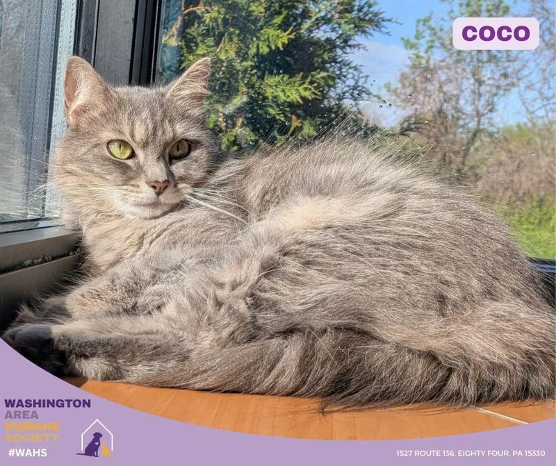 An adult medium-sized female Tabby (Gray / Blue / Silver) Domestic Long Hair cat named Coco for adoption in Eighty Four, PA