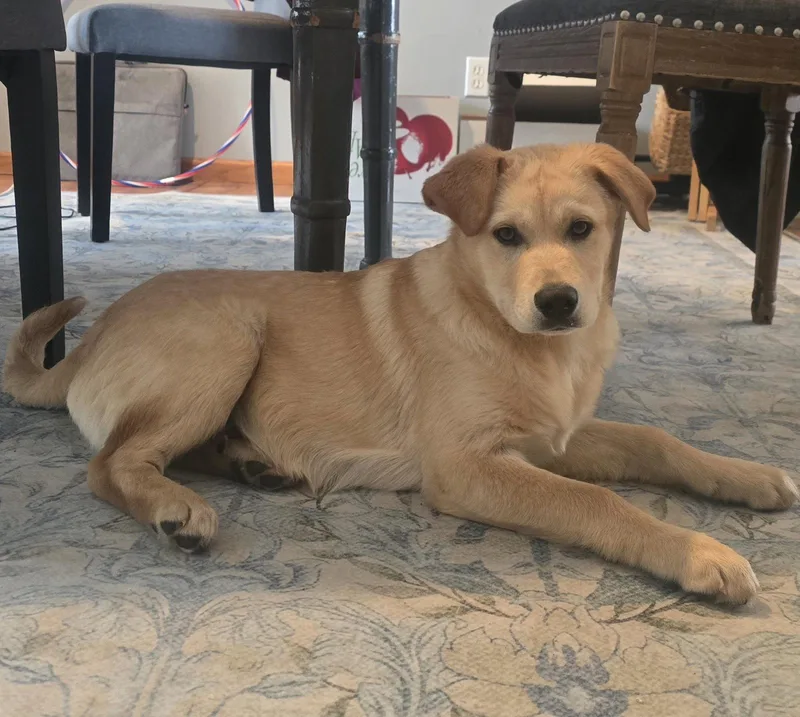 A baby large-sized male Golden Retriever dog named Lane for adoption in Brooklyn Center, MN