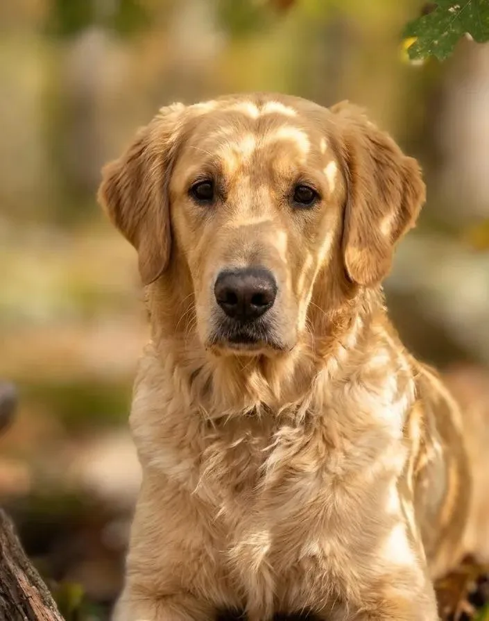 A baby medium-sized male Golden Retriever dog named Hudson for adoption in San Diego, CA
