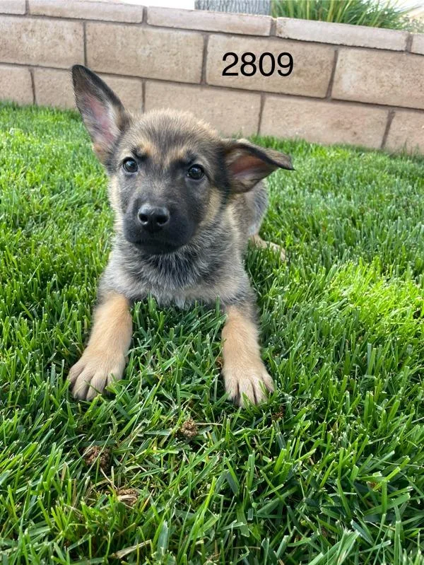 A baby medium-sized male German Shepherd Dog dog named James for adoption in Victorville, CA