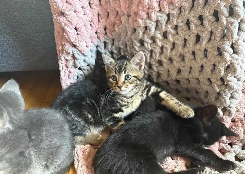A young medium-sized male Tabby (Brown / Chocolate) Domestic Short Hair cat named Zero for adoption in North Babylon, NY