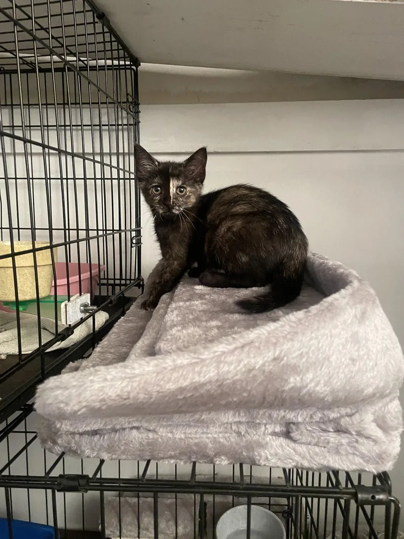 A baby medium-sized female Domestic Short Hair cat named Quynn for adoption in Trenton, NJ