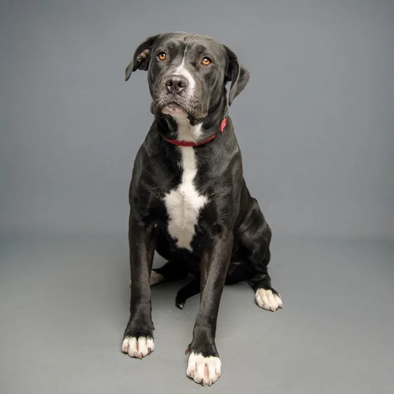 An adult large-sized female Black Pit Bull Terrier dog named Pressure for adoption in Palm Springs, CA