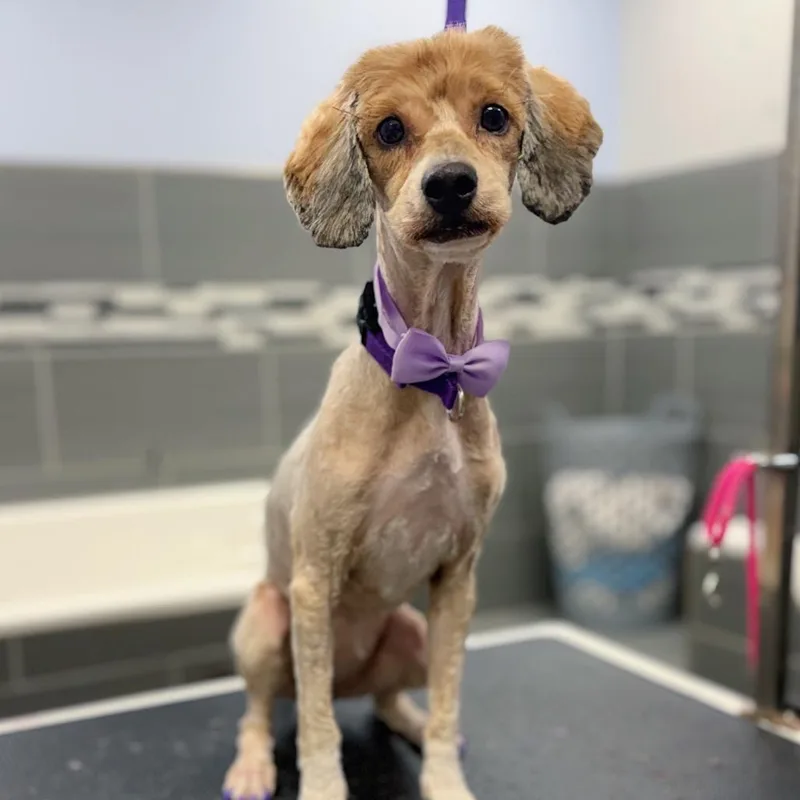 A young small-sized female Poodle dog named Michelle for adoption in Wake Forest, NC