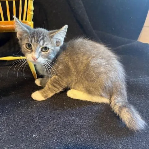 A baby small-sized female Gray / Blue / Silver Domestic Short Hair cat named Pennie for adoption in Houston, TX