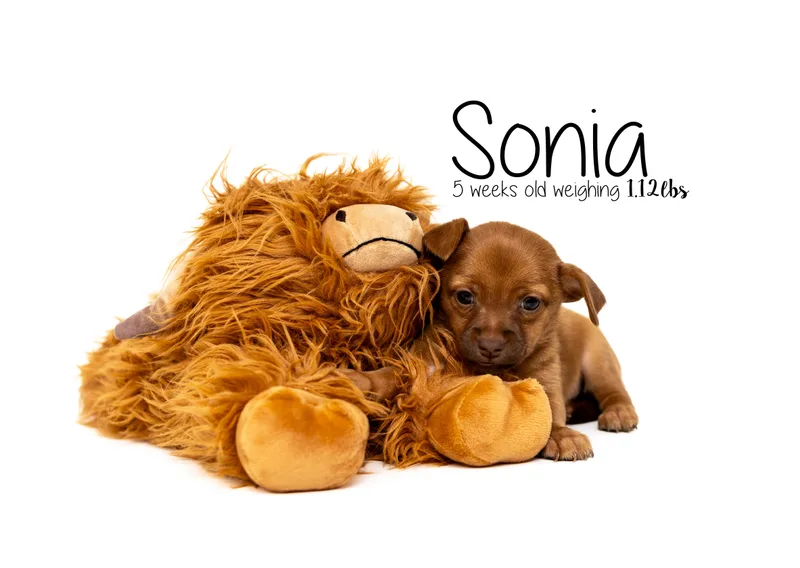 Sonia