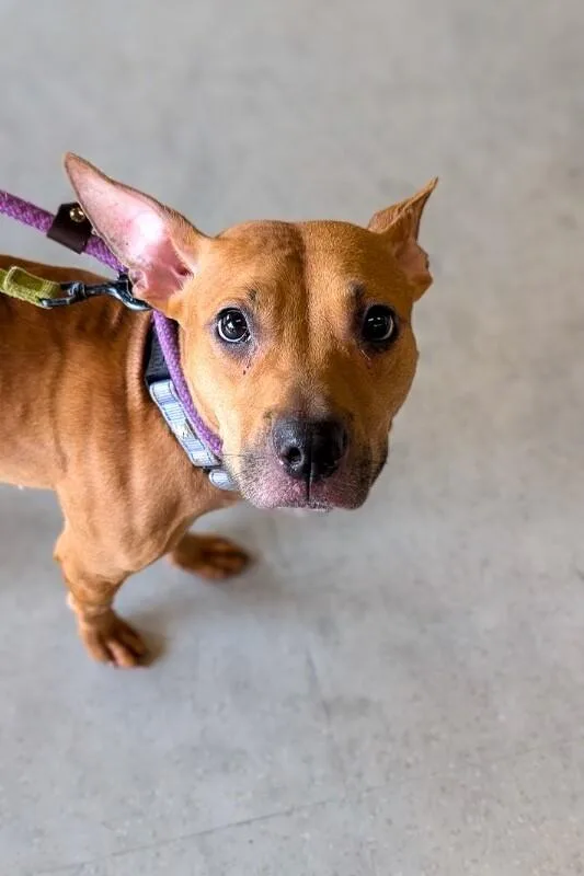 An adult medium-sized female Brown / Chocolate Mixed Breed dog named Dos for adoption in Cincinnati, OH