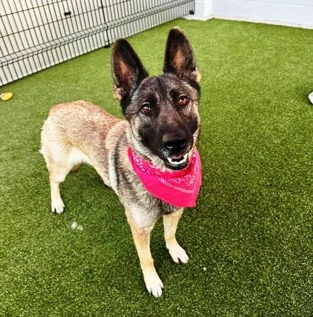 A young large-sized female German Shepherd Dog dog named Aster for adoption in Pleasant Grove, CA