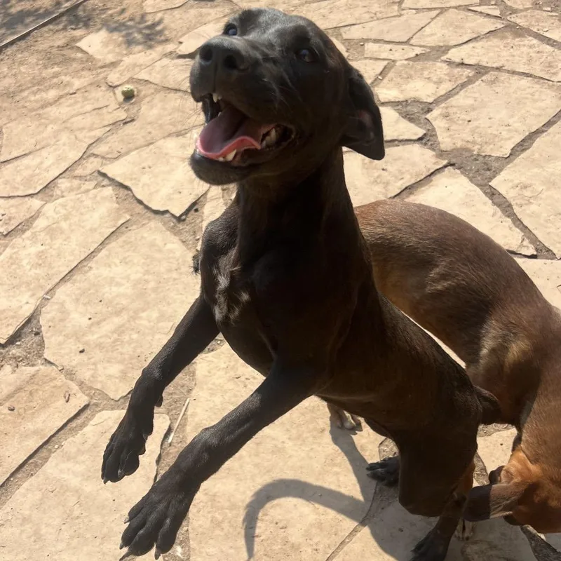A young medium-sized female Black Labrador Retriever dog named Jaycee for adoption in Fort Collins, CO