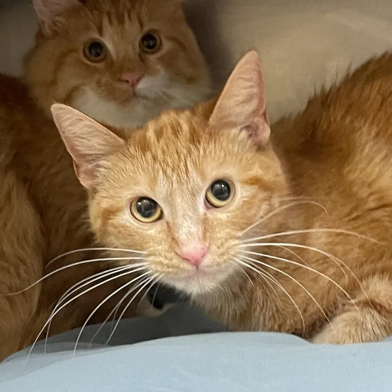 A young small-sized female Domestic Short Hair cat named Pib for adoption in Huntsville, AR