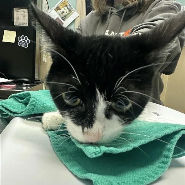 A young medium-sized female Black Domestic Short Hair cat named O.b. for adoption in Tacoma, WA