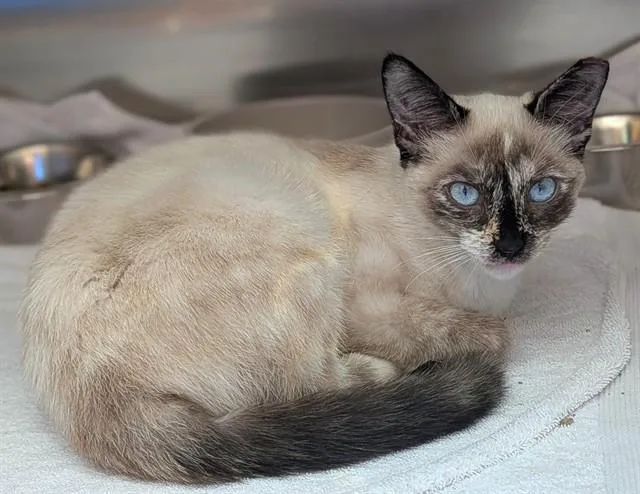 A young medium-sized female Siamese cat named Elsa for adoption in Fort Lauderdale, FL