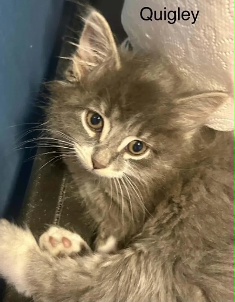 A baby medium-sized male Tabby (Gray / Blue / Silver) Domestic Long Hair cat named Quigley for adoption in Wyandotte, MI