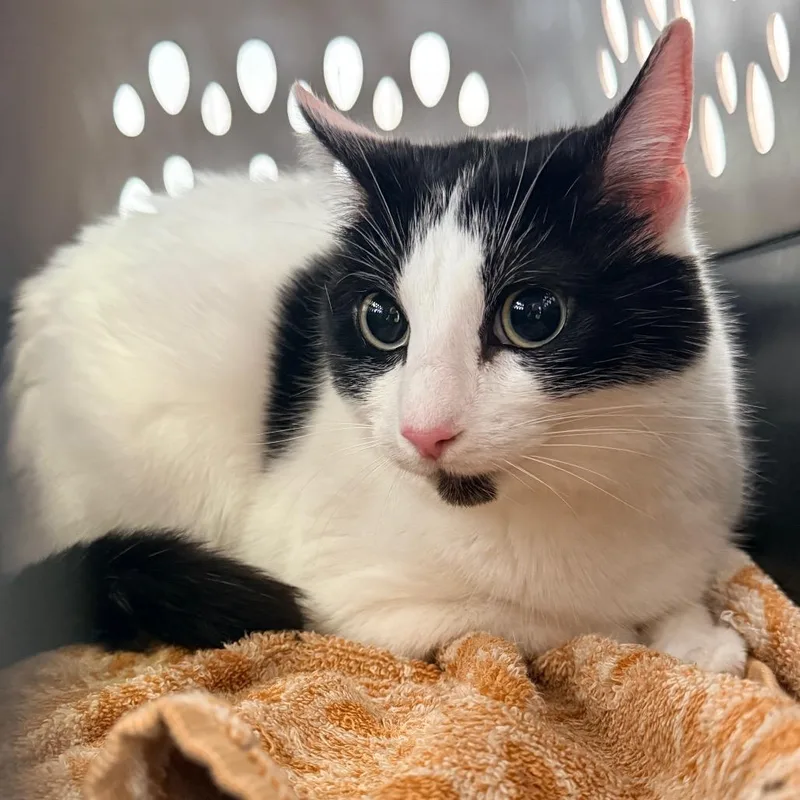 An adult medium-sized male White Domestic Short Hair cat named Matilda for adoption in Indianapolis, IN