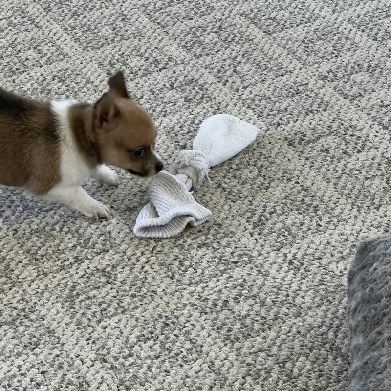 A baby small-sized male Brown / Chocolate Pomeranian dog named Amos for adoption in Clinton Twp, MI