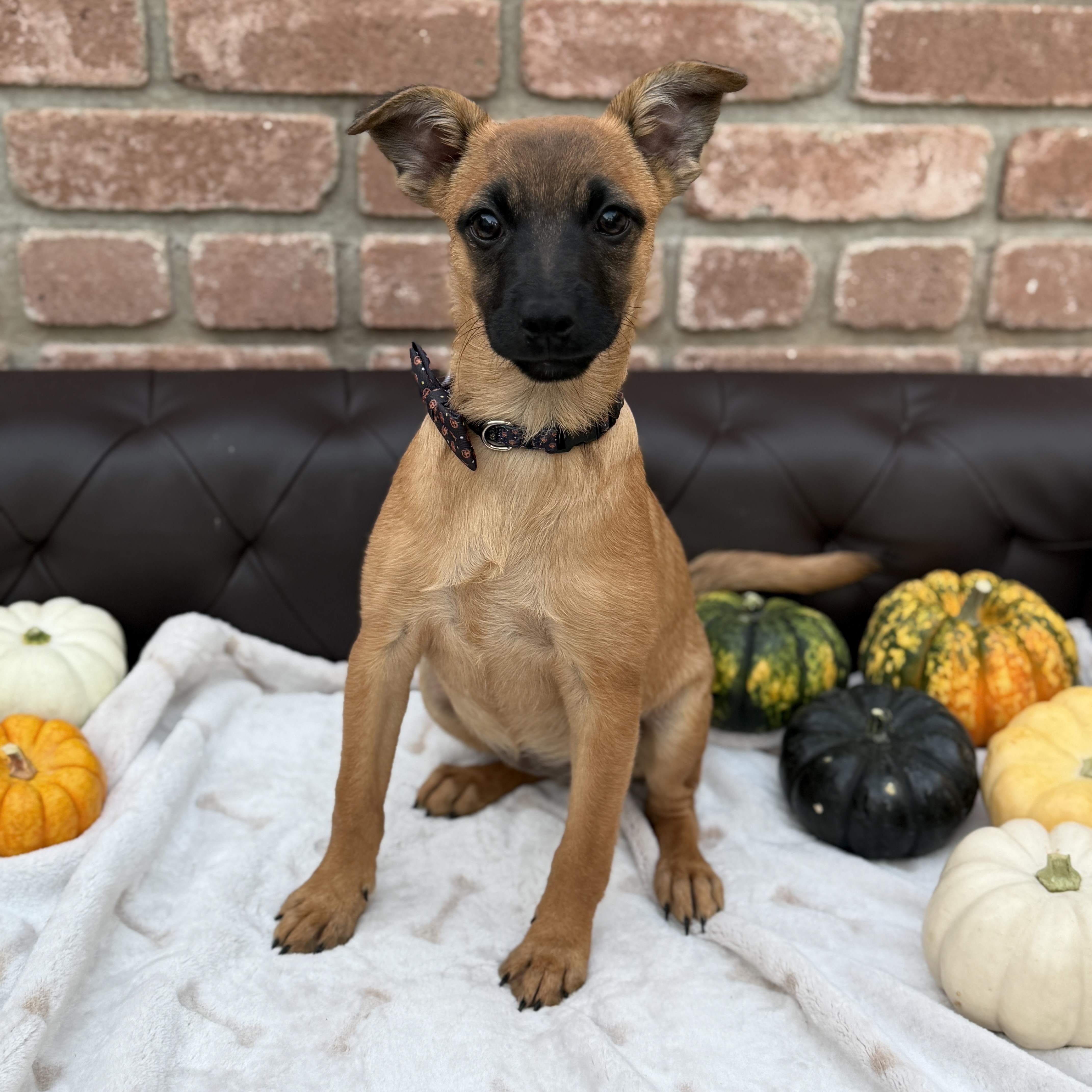 A baby medium-sized female Belgian Shepherd / Malinois dog named Geraldine for adoption in San Diego, CA