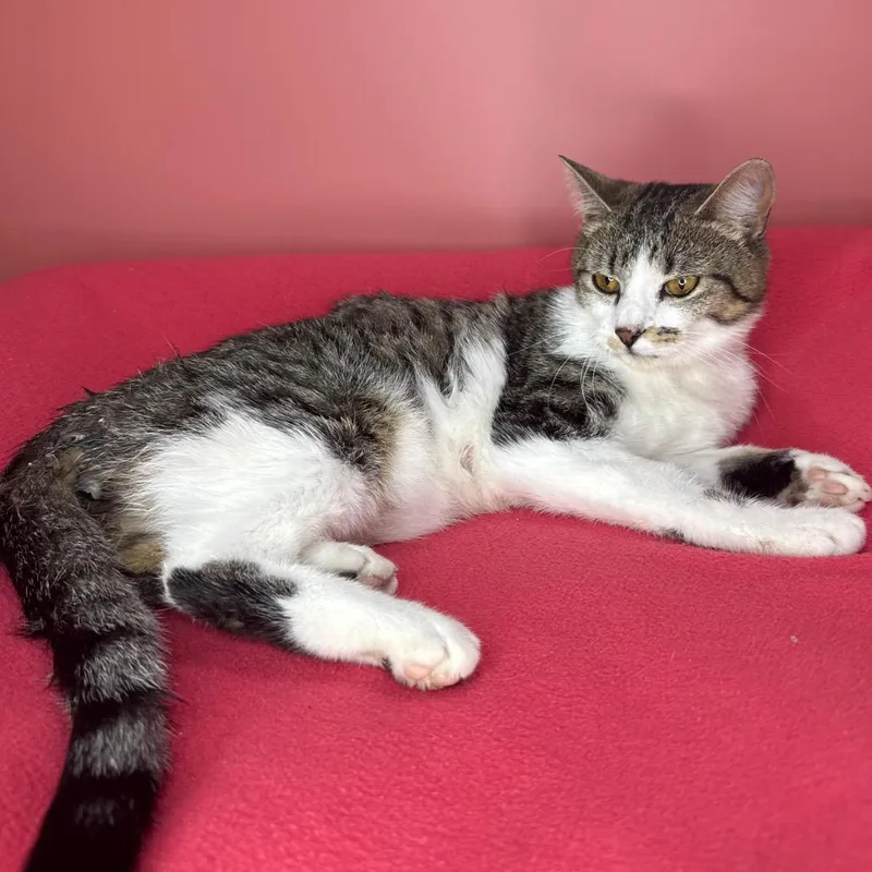 An adult medium-sized female Gray / Blue / Silver Domestic Short Hair cat named Moira for adoption in San Antonio, TX