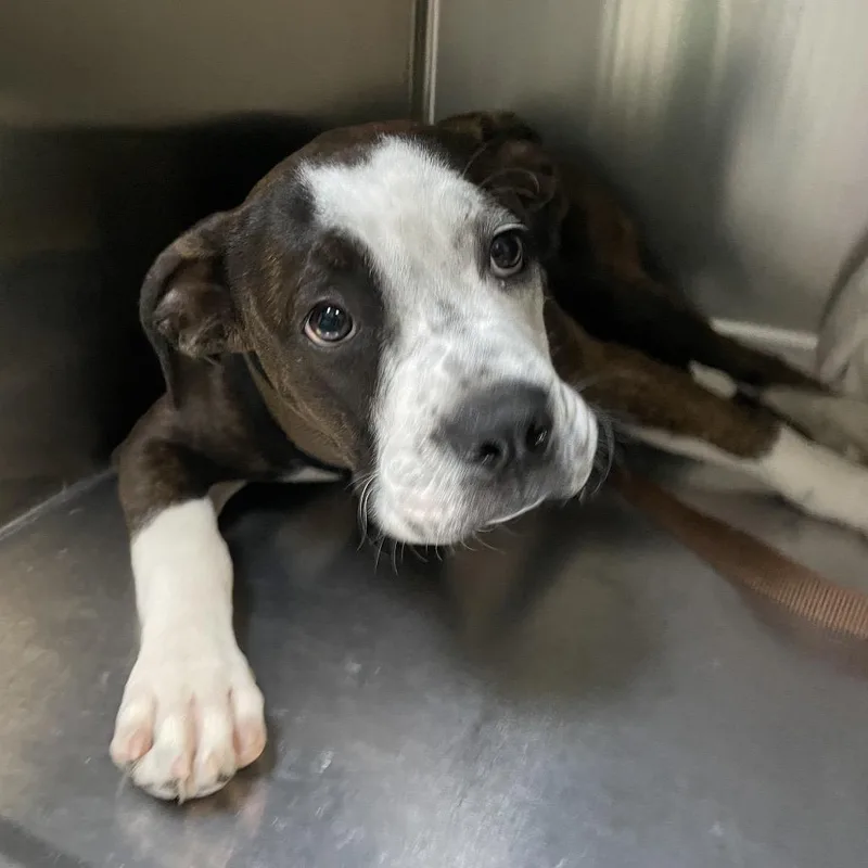 A baby medium-sized male White / Cream English Bulldog dog named Moose for adoption in Pasadena, CA