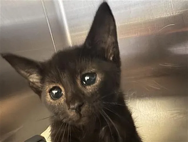 A baby small-sized female Domestic Short Hair cat named Tam Tam for adoption in Tustin, CA