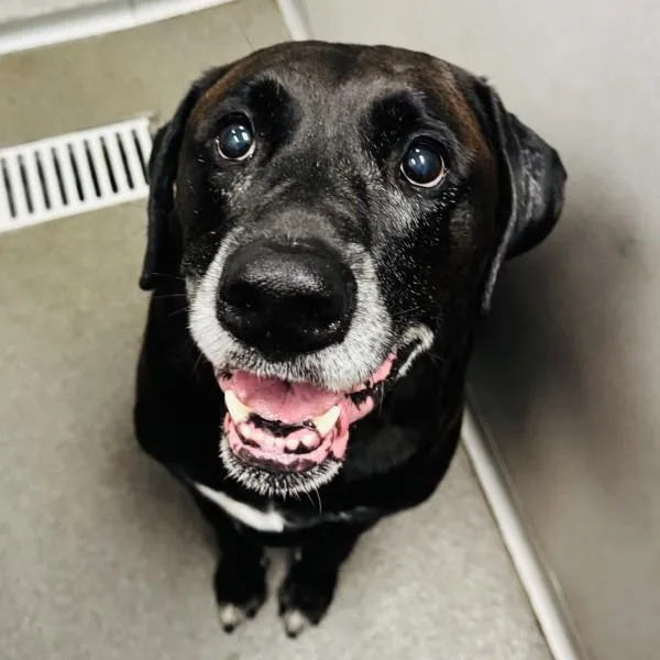 A senior large-sized male Labrador Retriever dog named Otis for adoption in Des Moines, IA