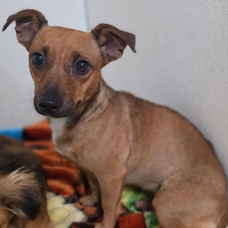 A young small-sized female Brown / Chocolate Dachshund dog named Perlah Alawi  Chino for adoption in Chino Hills, CA