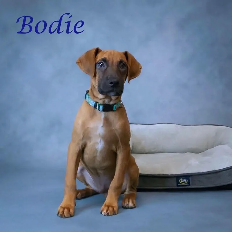 A baby small-sized male Brown / Chocolate Rhodesian Ridgeback dog named Bodie D for adoption in Lebanon, TN