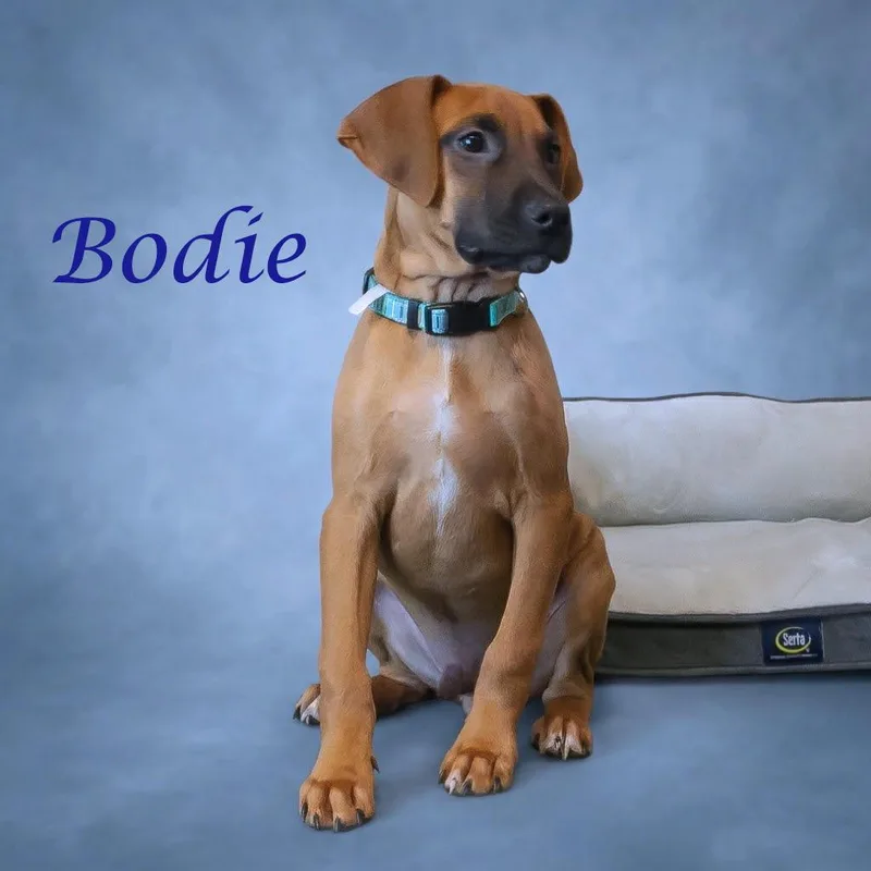 Bodie D thumbnail 2