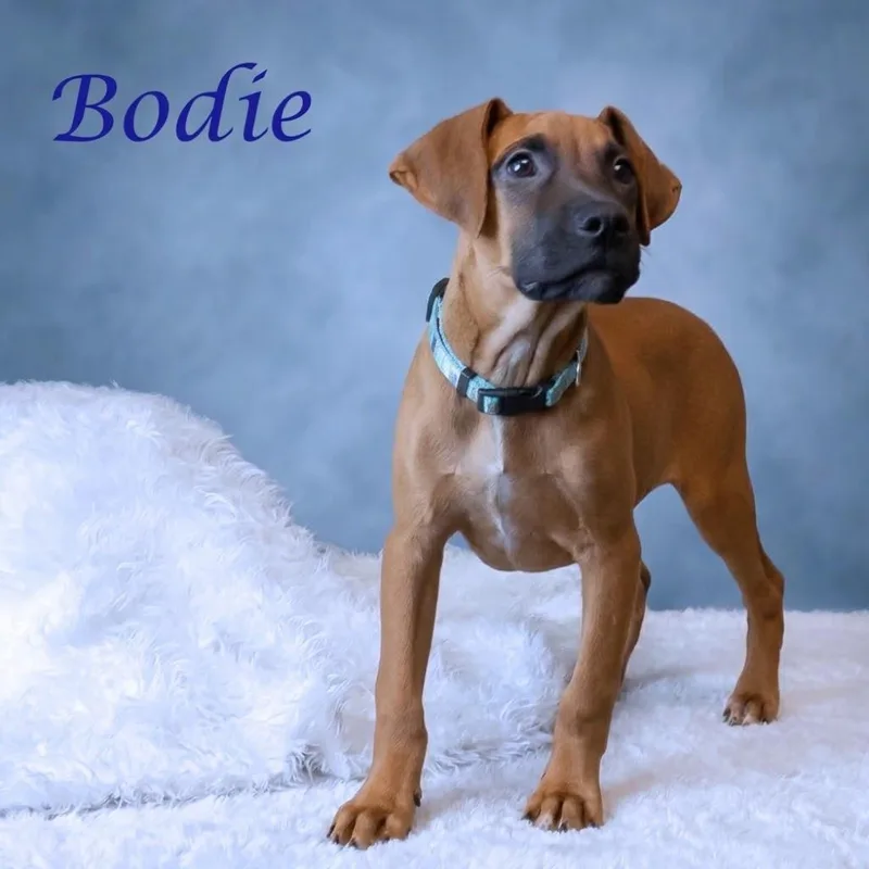 Bodie D thumbnail 3