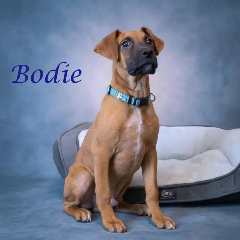 Bodie D thumbnail 4