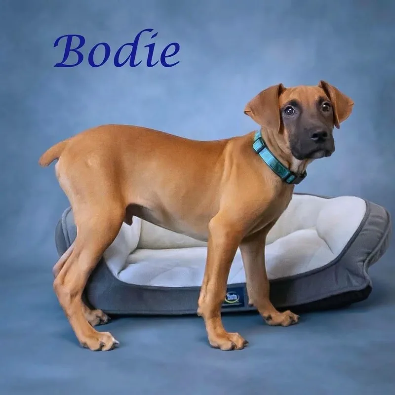 Bodie D thumbnail 5