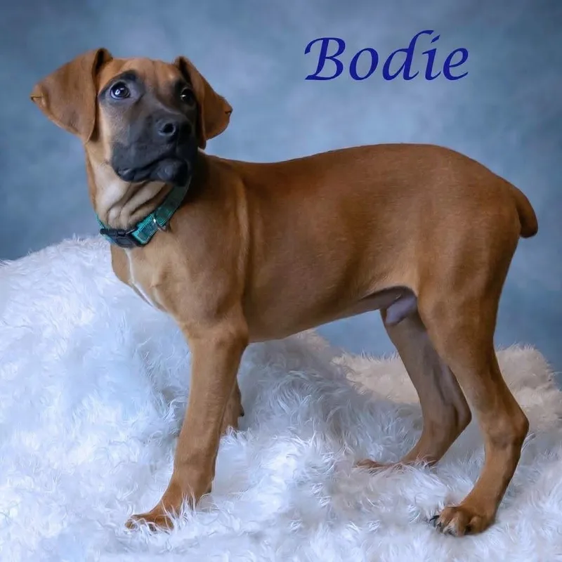 Bodie D thumbnail 6