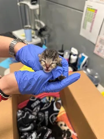 A baby small-sized male Domestic Short Hair cat named Cinnamon for adoption in San Martin, CA