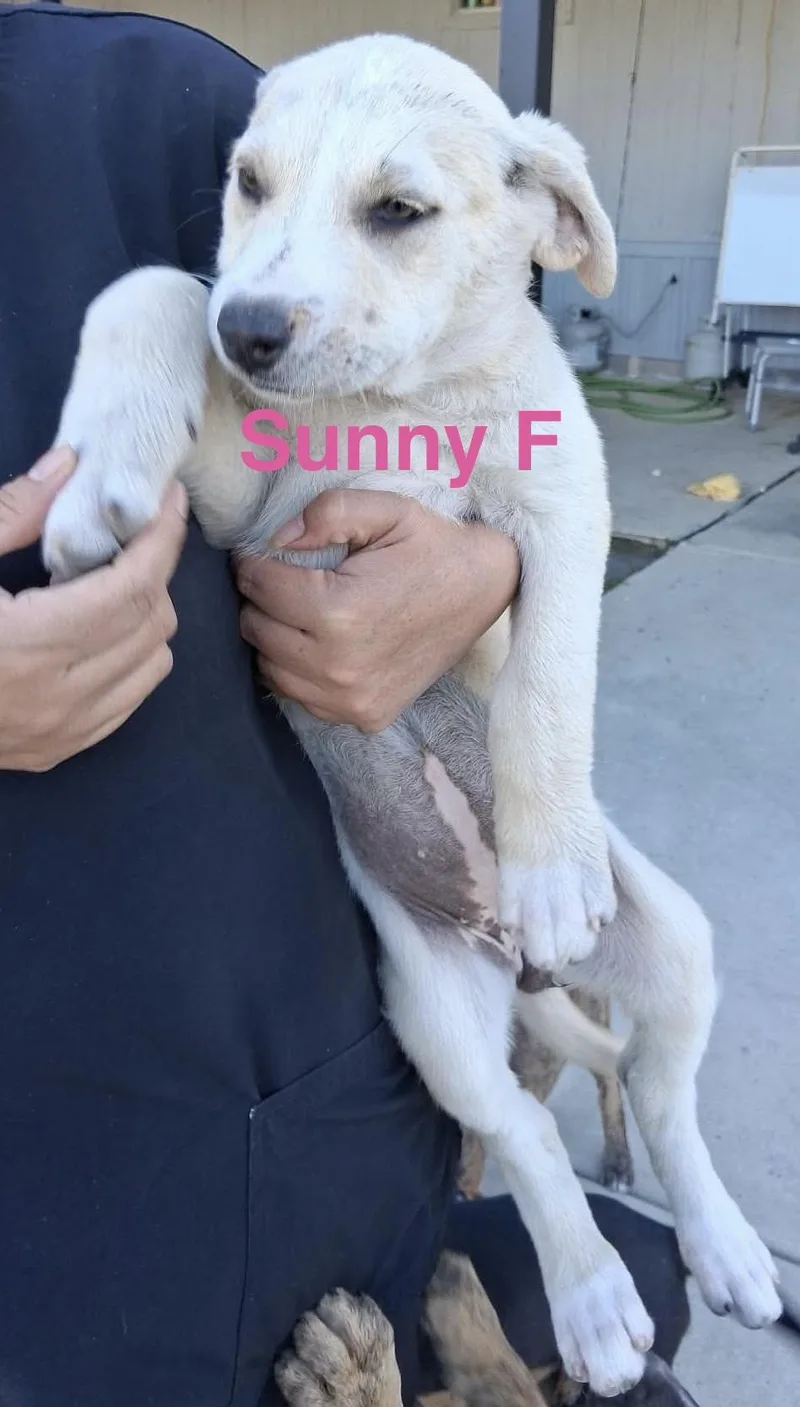 A baby medium-sized female White / Cream German Shepherd Dog dog named Sunny for adoption in Barkhamsted, CT