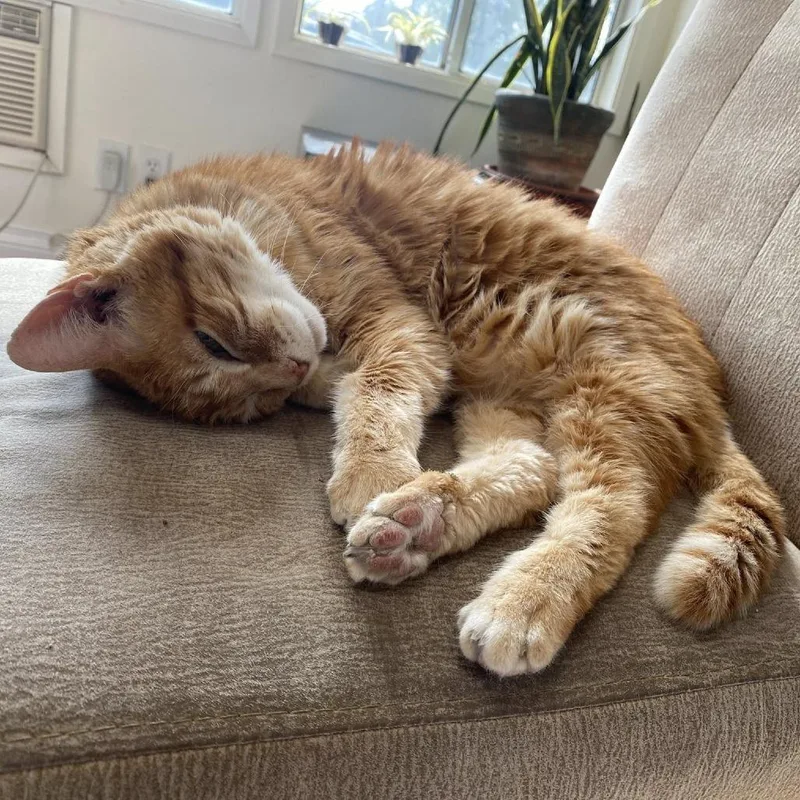 A senior large-sized male Domestic Short Hair cat named Lasagna for adoption in Ramona, CA