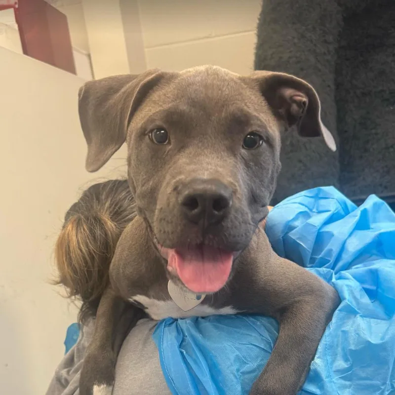 A baby small-sized female Gray / Blue / Silver Pit Bull Terrier dog named Selena for adoption in Los Angeles, CA