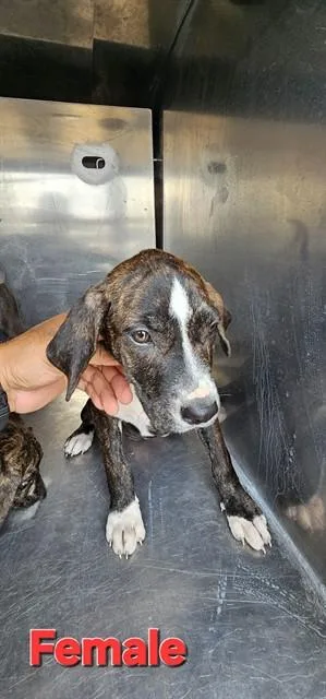 A baby small-sized female Pit Bull Terrier dog named Lil Bit for adoption in Pasadena, TX