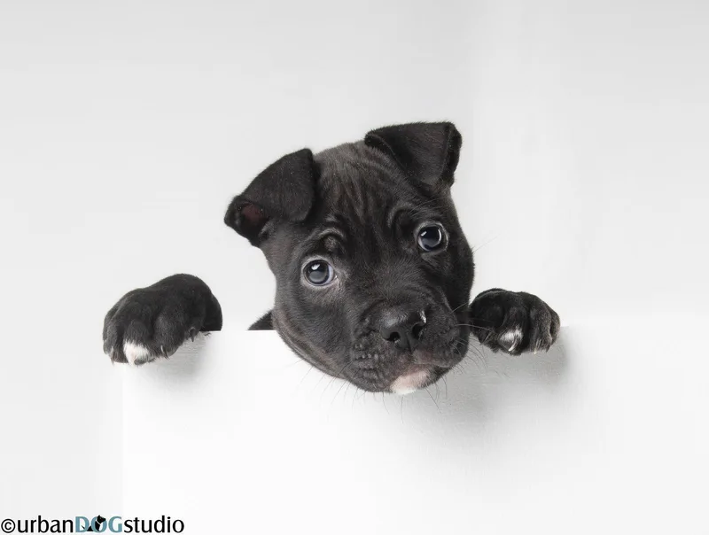 Licorice  F thumbnail 3