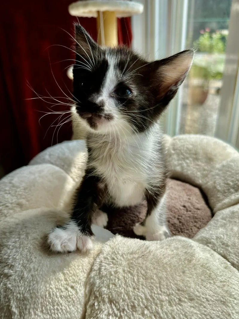 A baby medium-sized female Black & White / Tuxedo Domestic Short Hair cat named Yubi for adoption in Bethel, OH