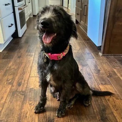 An adult medium-sized female Gray / Blue / Silver Standard Poodle dog named Frankie for adoption in Brownsboro, AL