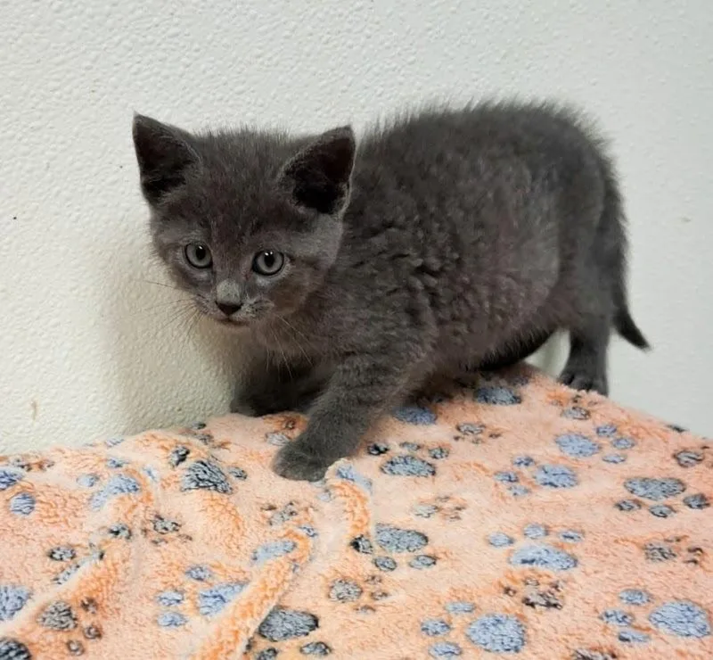A baby small-sized male Domestic Short Hair cat named Rylee for adoption in North Vernon, IN