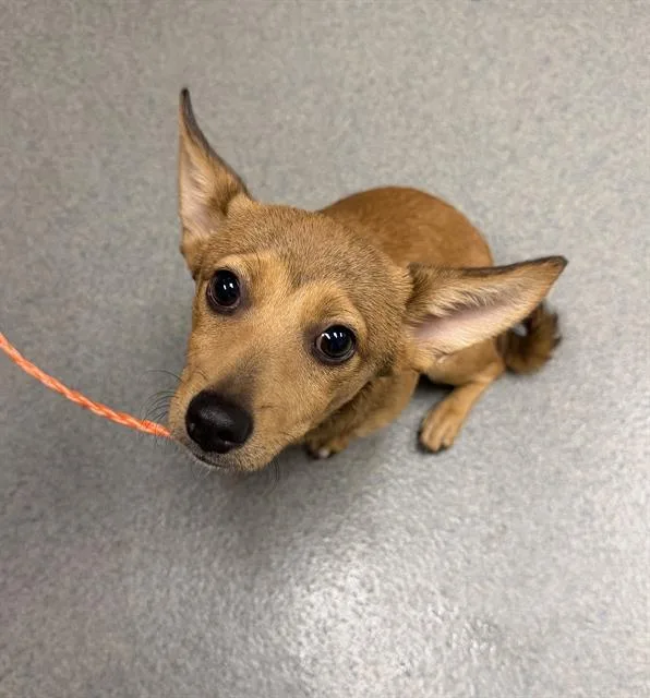 A baby small-sized male Chihuahua dog named Obi for adoption in Ontario, CA