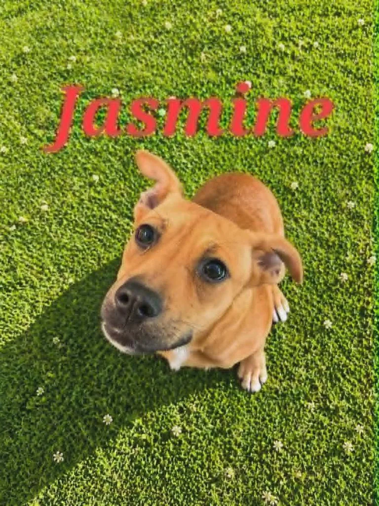 A baby medium-sized female Hound dog named Jasmine for adoption in Livingston, LA
