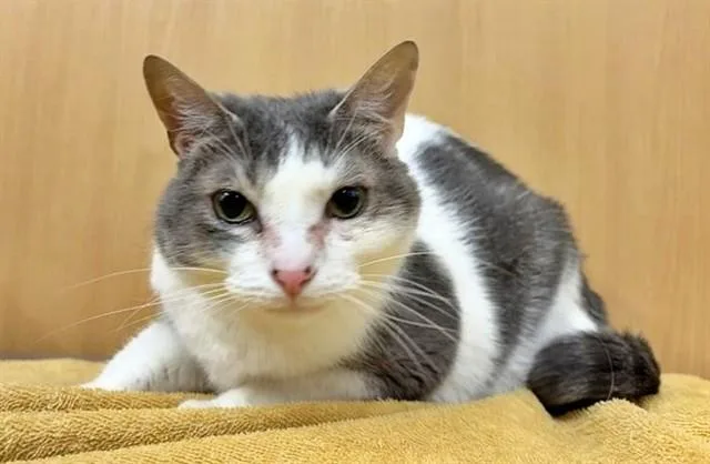 An adult medium-sized male Domestic Medium Hair cat named Goose for adoption in Saint Louis, MO