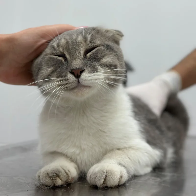 An adult medium-sized male Scottish Fold cat named Henri for adoption in New York, NY