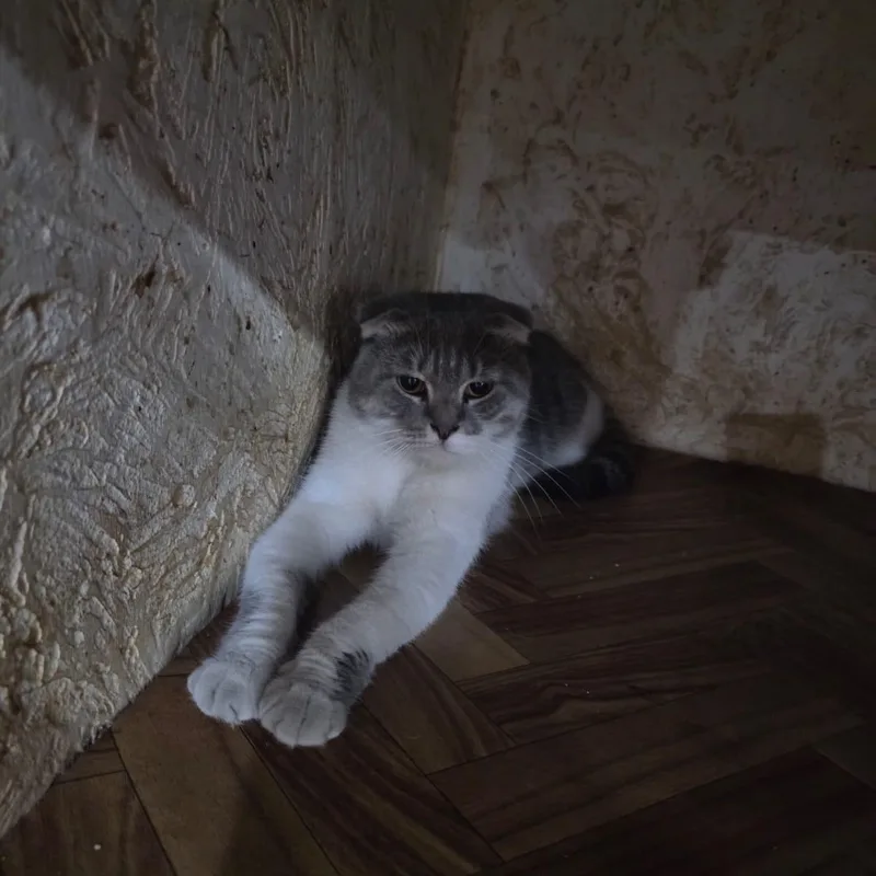 Henri thumbnail 2