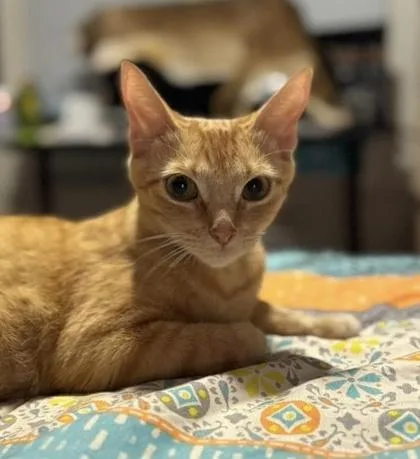 Miss Honey thumbnail 2