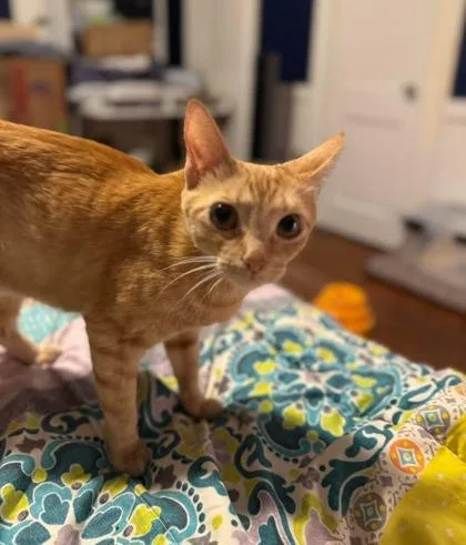 Miss Honey thumbnail 3