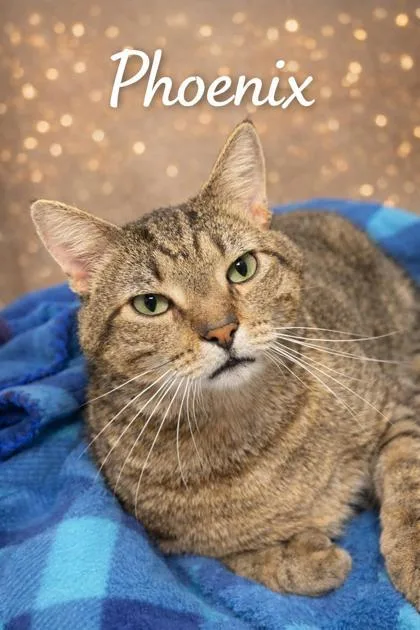 Phoenix