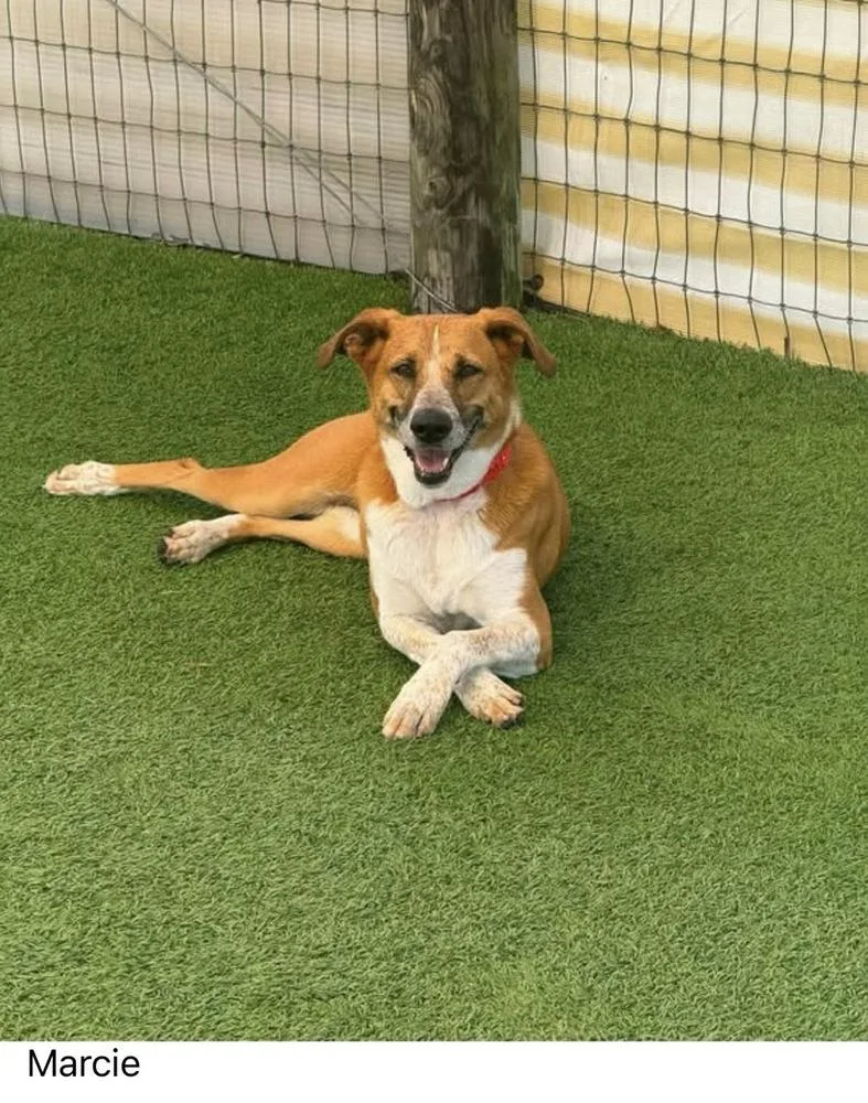 An adult medium-sized female Tricolor (Brown, Black, & White) Mixed Breed dog named Marcie for adoption in Winter Garden, FL