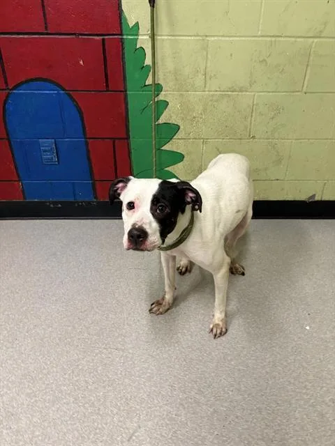 A young medium-sized female Pit Bull Terrier dog named Marilyn Monroe for adoption in Indianapolis, IN